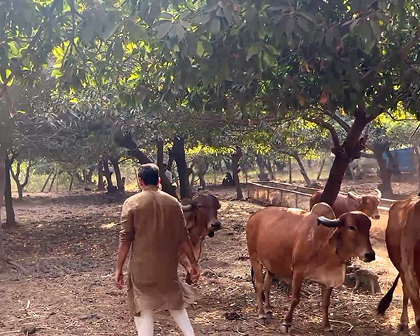 Happy Gir Cows